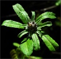 sm 665 Silver Leaf Cudweed